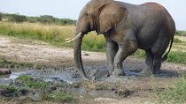 3 Days Best of Queen Elizabeth National Park Wildlife Tour