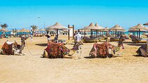 Makadi Bay Camel Ride Experience