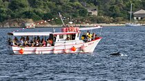 Dolphin Watching Sunset Boat Trip in Pula with Dinner