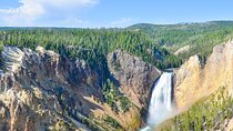 Classic Yellowstone National Park Lower Loop Picnic Lunch Tour
