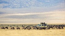 Shared 8 Hours Ngorongoro Day Trip