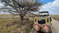 6 Days Budget Tour in Tarangire, Serengeti ,Ngorongoro and Manyara 