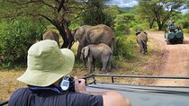 4 Day Mid-range Safari Serengeti ,Ngorongoro and Tarangire
