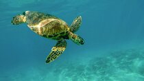Private Turtle encounter + Cenote Adventure! Express Tour 