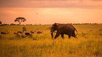 5 Days Best of Tanzania Wildlife Safari (Northern Circuit)