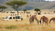 5 Days Safari in Tanzania | Camping and Lodge Safaris 