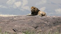 10 Days 9 Nights Exposure Africa Premium Safari Package 