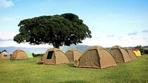 4-Day Budget Tarangire, Serengeti, Ngorongoro Safari Guided Tour