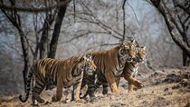 10 Days Private Tour of Wildlife in National Parks with Delhi, Agra & Jaipur 