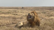 Private 4 Days Safari- Tarangire, Ngorongoro & Serengeti