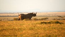 Big Five Safari Adventure - Ol Pejeta Conservancy (1 Day). 