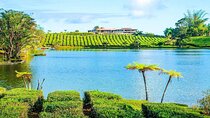 The East Discovery Tour: Bois-Cheri Tea Factory, Blue-Bay Marine Park & Lunch