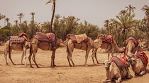 CAMEL CARAVANS: 2 Hour Camel Ride in the Palm Oasis Marrakech 