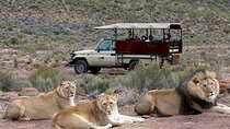 4-Days Private Cape Town Highlights Tours and Overnight Big 5 Safari At Aquila