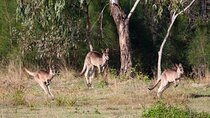 Kangaroos, mangroves and the ocean