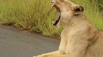 All-inclusive Big 5 Aquila Safari Game Drive Experience.