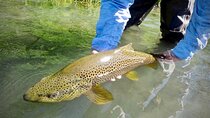 Guided Fly Fishing on Truckee River, Lake Tahoe, Truckee and Reno