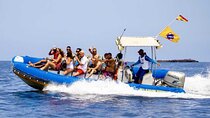 SEA SAFARI, Dolphins, Whales, snorkeling, snack and drink, 2 h speedboat
