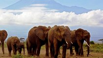 2-Day all inclusive safari to Amboseli National park from Nairobi