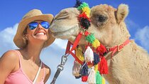 Safari with Camel Caravan to Explore Baja’s Nature, Culture and Cuisine