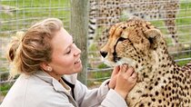 Shared: Cape Winelands, Cheetah Outreach & Kisternbosch Botanical Gardens Tour,