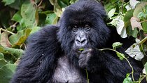 Ten Days to discover the natural beauty of Rwanda