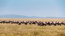 6 Days Private Tour to The Great Wildebeest Migration Calving Season