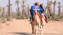 Camel ride in the palm grove of Marrakech