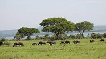 3-Day Private Safari of Murchison Falls National Park