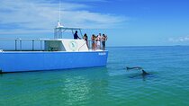 Biologist Owned & Operated: Dolphin Watching & Guided Snorkeling