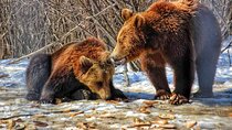 Brown Bear Sanctuary & Dracula's Castle & Brasov - Private Tour from Bucharest