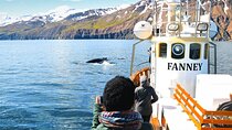 Whale Watching in Husavik