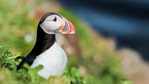 Whales and Puffins Tour from Husavik