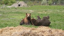 Visiting a Bear and Wolf Sanctuary