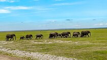 Day Tour To Amboseli National Park from Nairobi