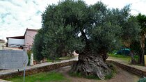Monastery - Ancient Olive tree & Museum-Cretan Brewery Private Tour from Chania