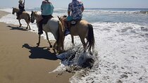 Boat Ride-Gentle Beach Beach Horseback Ride+Lunch-Crocs-Turtles