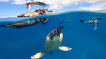 Maui Eco-Raft: Turtle Snorkel + Whale Watch Tour (*New 2n1 )