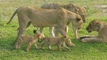 Flight Package Zanzibar to Nyerere National Park (Selous GR) 3 Days 2 Nights