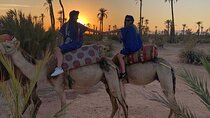 Sunset Camel Ride in Agadir or Taghazout With Transfers
