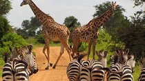 3-Day at Dar es Salaam To Selous GR (Nyerere NP) Game, Boat & Walking Safari