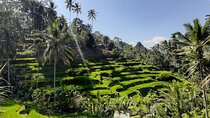Ubud Tour - Highlights of Ubud
