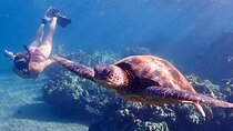 Turtle Town - Snorkel with Turtles and Free Underwater Photos