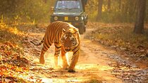 4-Day Private Ranthambhore Tiger Tour Including Delhi, Agra and Jaipur