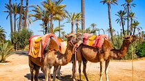 Camel Ride in Marrakesh's Palm Grove