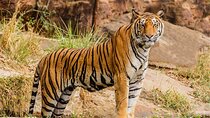 Ranthambhore Tiger Tour of Delhi, Agra, and Jaipur 5 Star Hotel