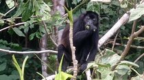 Monkey Island and Rainforest Tour