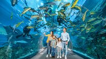  Dubai Aquarium and Underwater Zoo Explorer Tickets