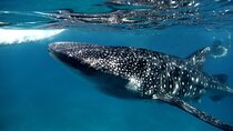 LIVE the experience of Swim with the Whale Shark. 