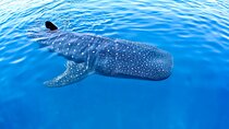 Whale Shark Experience Lifetime Memory in Cancun (snack included)